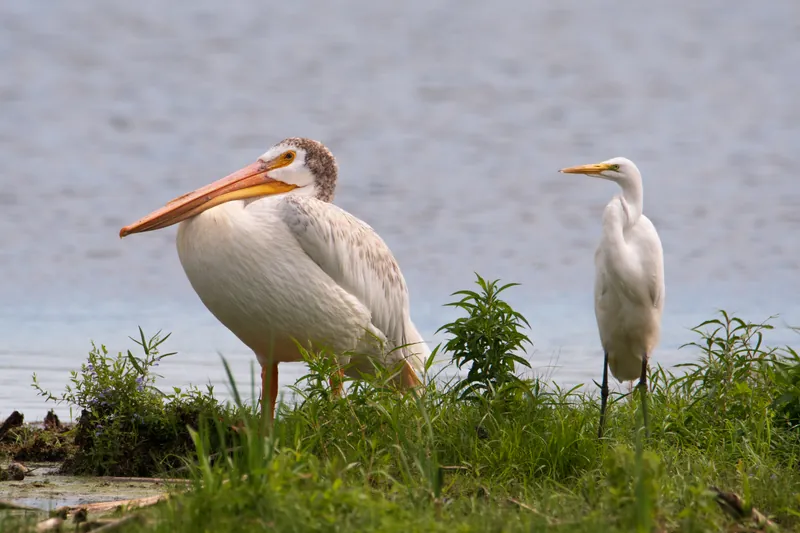 Pelican, egret, Horicon Marsh. 2019.